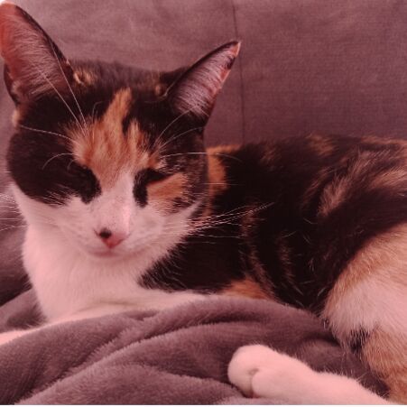 cartel de gato perdido