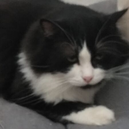 cartel de gato perdido