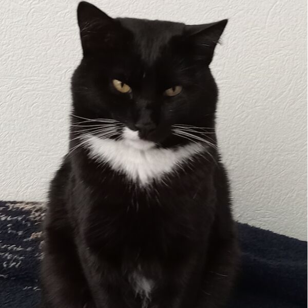 cartel de gato perdido