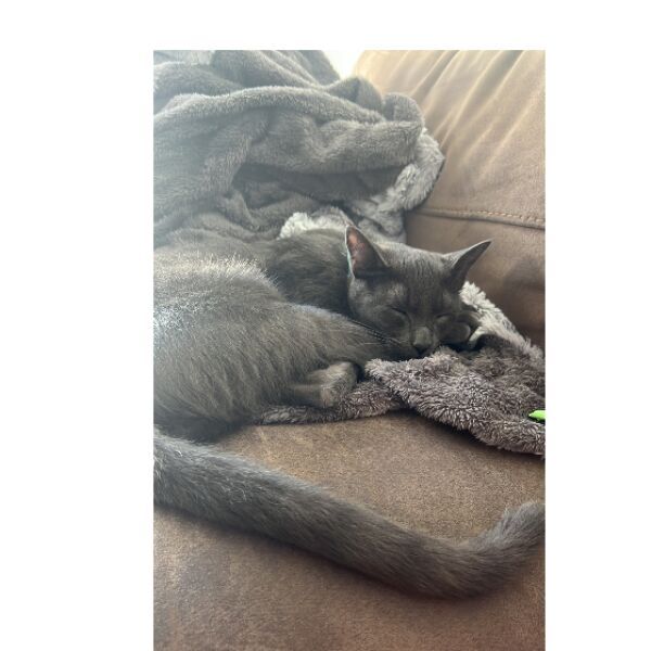 cartel de gato perdido