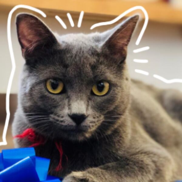 cartel de gato perdido