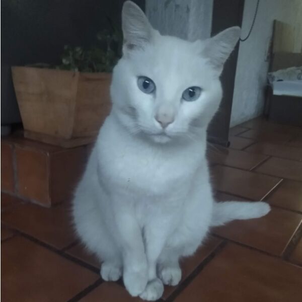 cartel de gato perdido