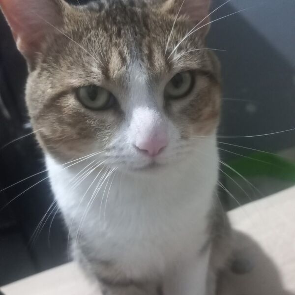 cartel de gato perdido