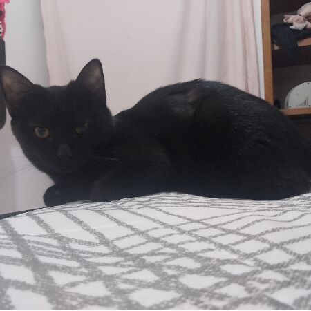 cartel de gato perdido