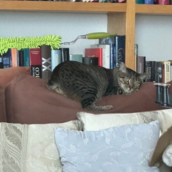 cartel de gato perdido