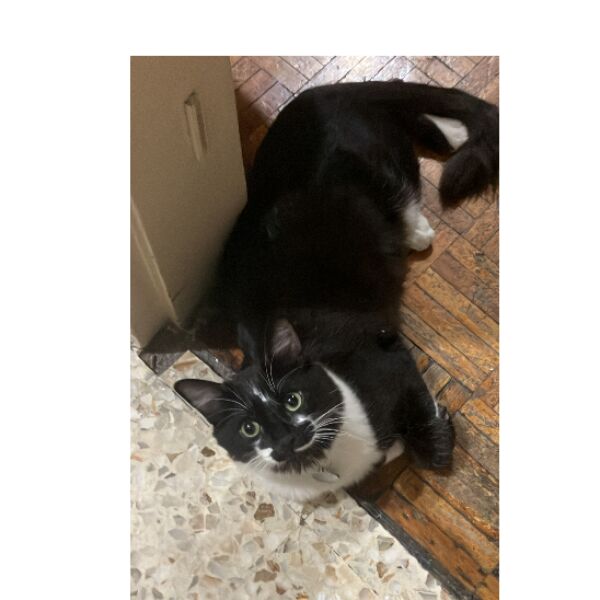 cartel de gato perdido