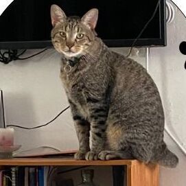 cartel de gato perdido