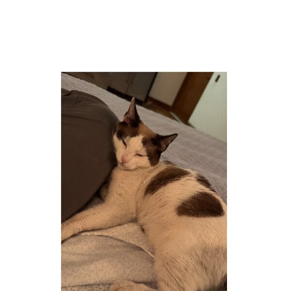 cartel de gato perdido