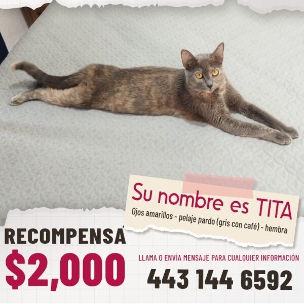 cartel de gato perdido