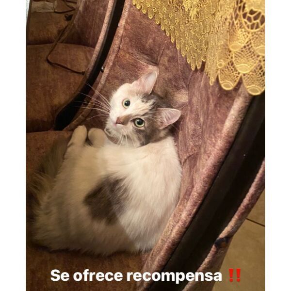 cartel de gato perdido