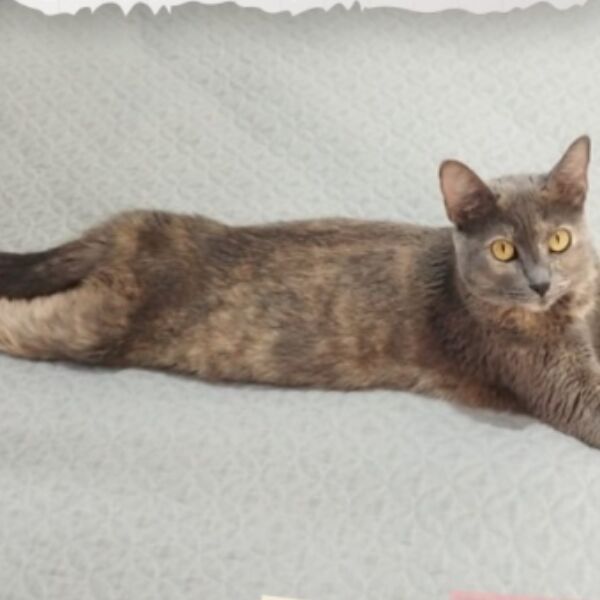 cartel de gato perdido