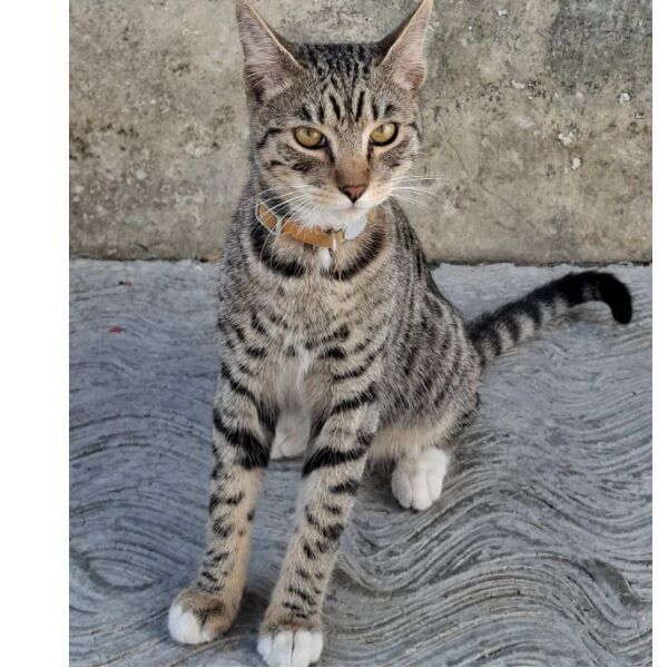 cartel de gato perdido