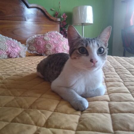 cartel de gato perdido