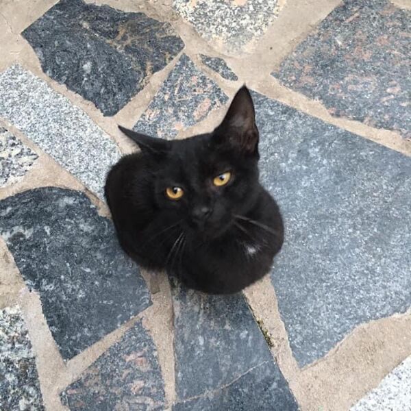 cartel de gato perdido