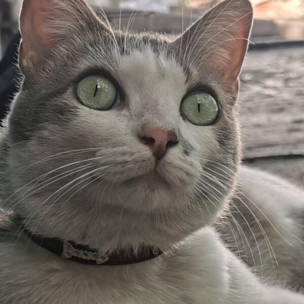 cartel de gato perdido