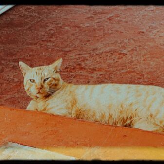 cartel de gato perdido