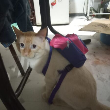 cartel de gato perdido