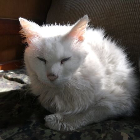 cartel de gato perdido