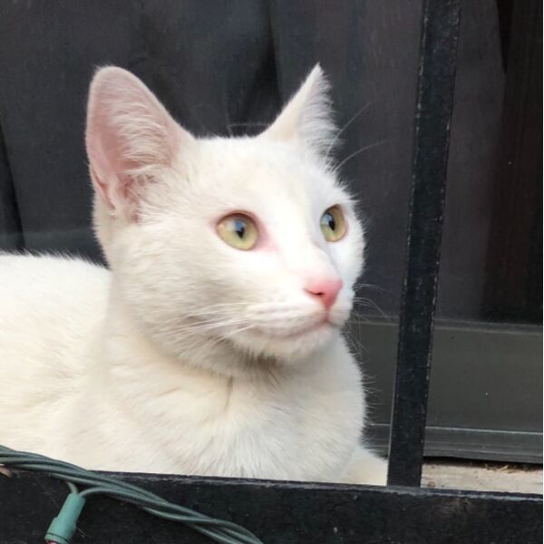 cartel de gato perdido