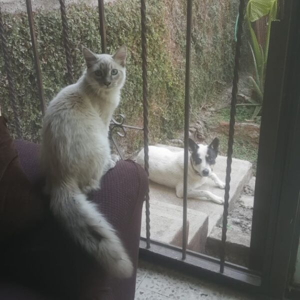 cartel de gato perdido