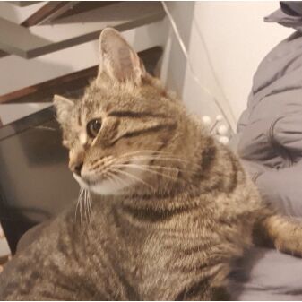 cartel de gato perdido