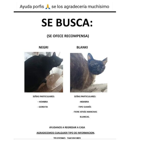 cartel de gato perdido