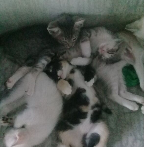 cartel de gato perdido