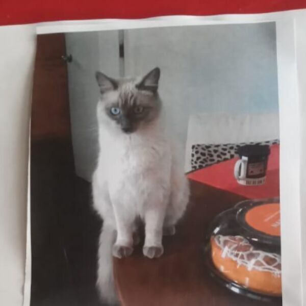cartel de gato perdido