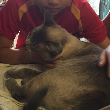 cartel de gato perdido