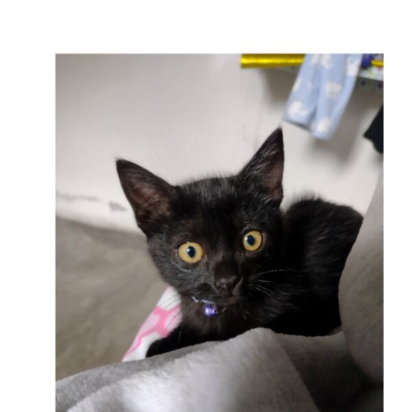 cartel de gato perdido