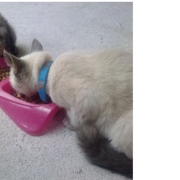 cartel de gato perdido