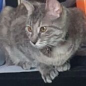 cartel de gato perdido