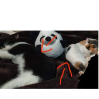 cartel de gato perdido