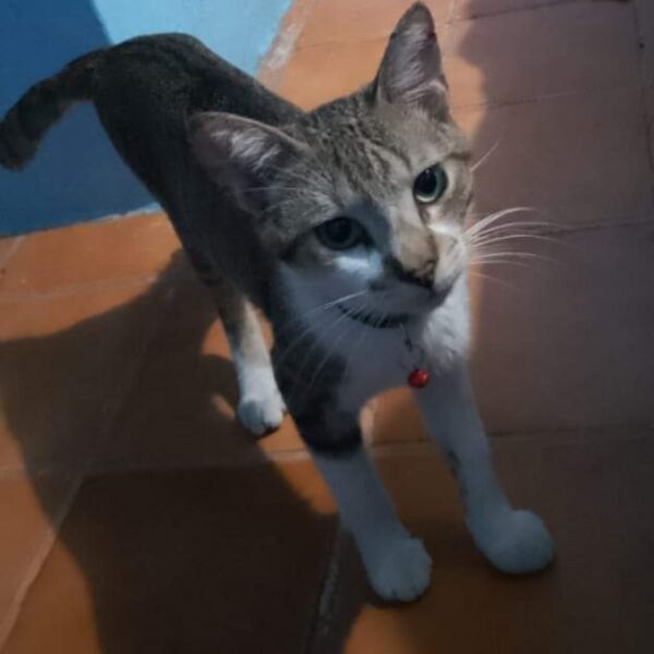 cartel de gato perdido