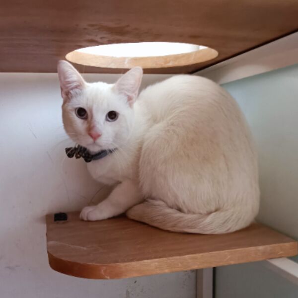 cartel de gato perdido