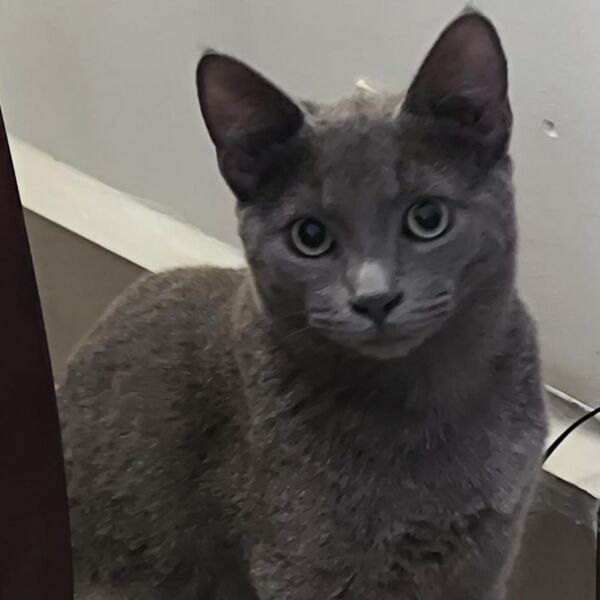 cartel de gato perdido