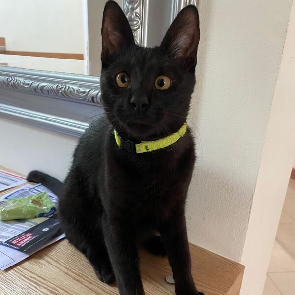 cartel de gato perdido