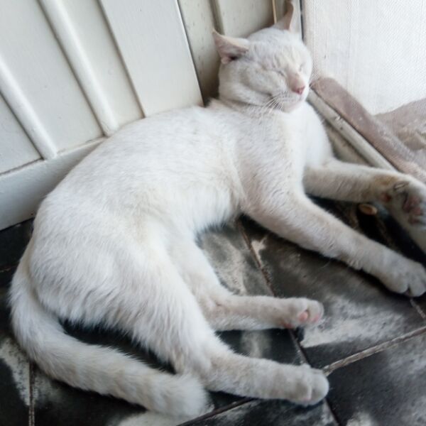 cartel de gato perdido