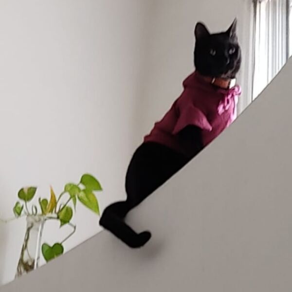 cartel de gato perdido