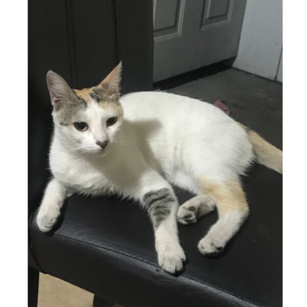 cartel de gato perdido