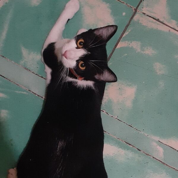 cartel de gato perdido