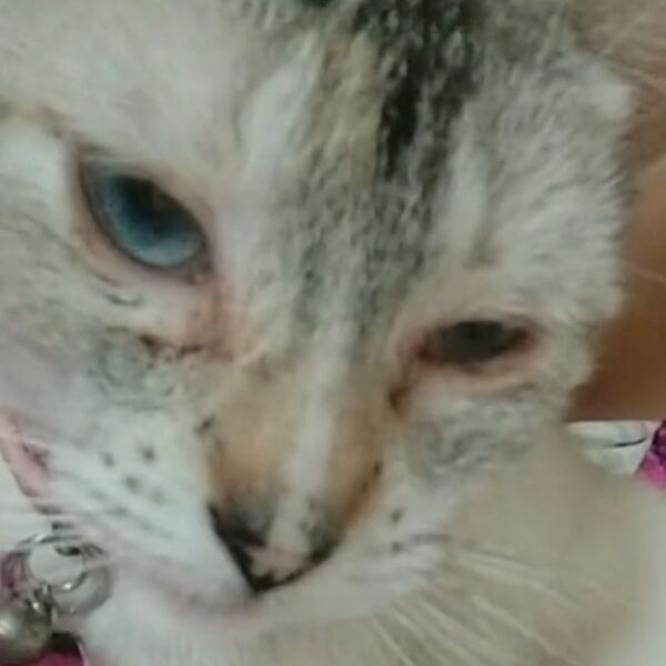 cartel de gato perdido