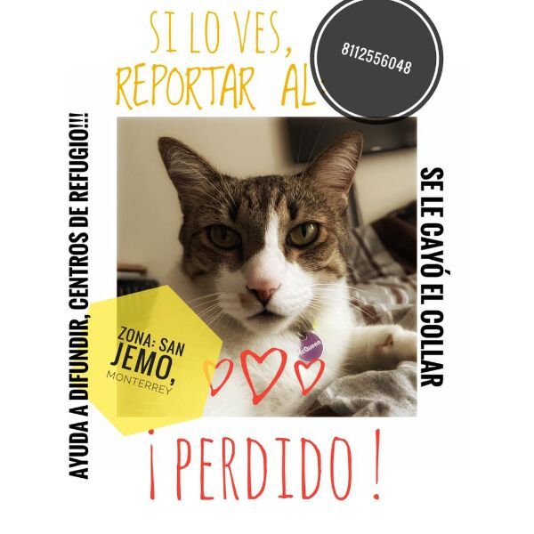 cartel de gato perdido
