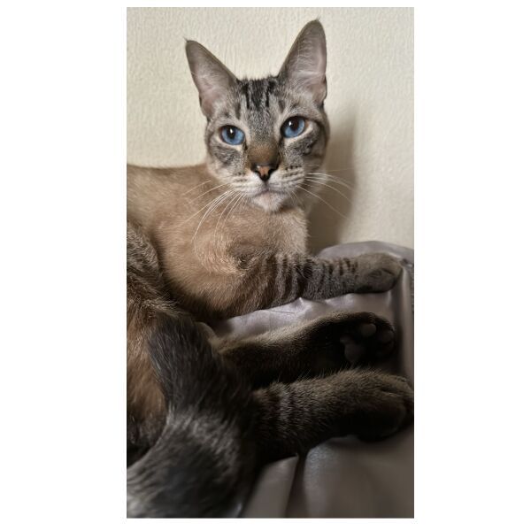 cartel de gato perdido