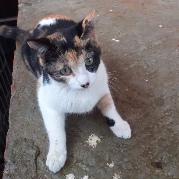 cartel de gato perdido