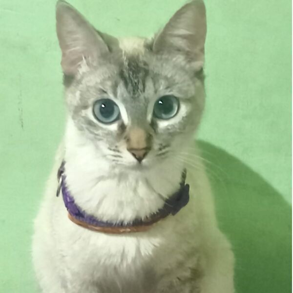 cartel de gato perdido