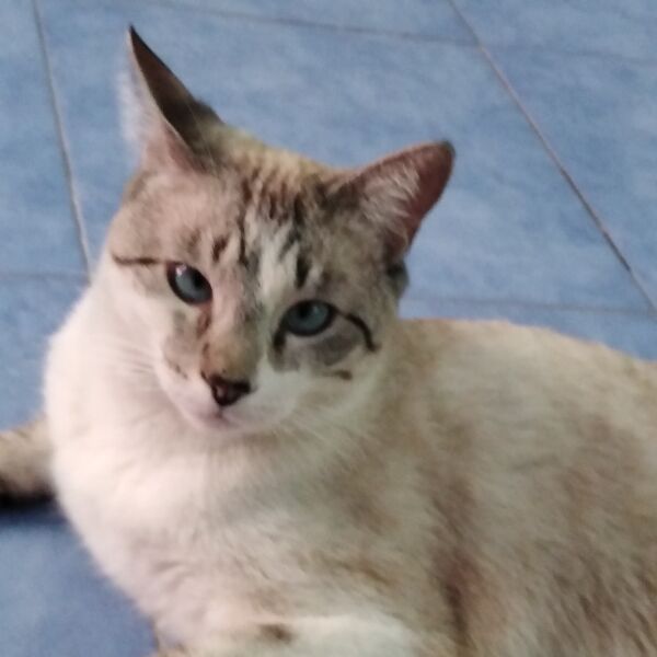 cartel de gato perdido