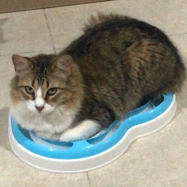 cartel de gato perdido