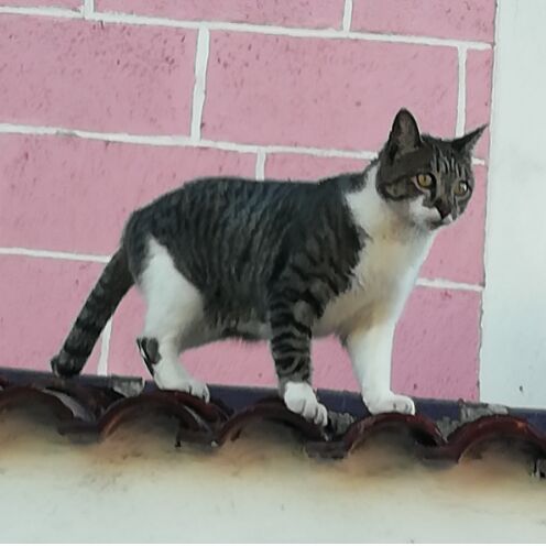 cartel de gato perdido