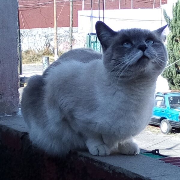 cartel de gato perdido